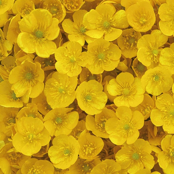 "Boots blessed with gold"