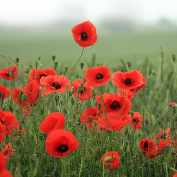 The war poets and their legacy